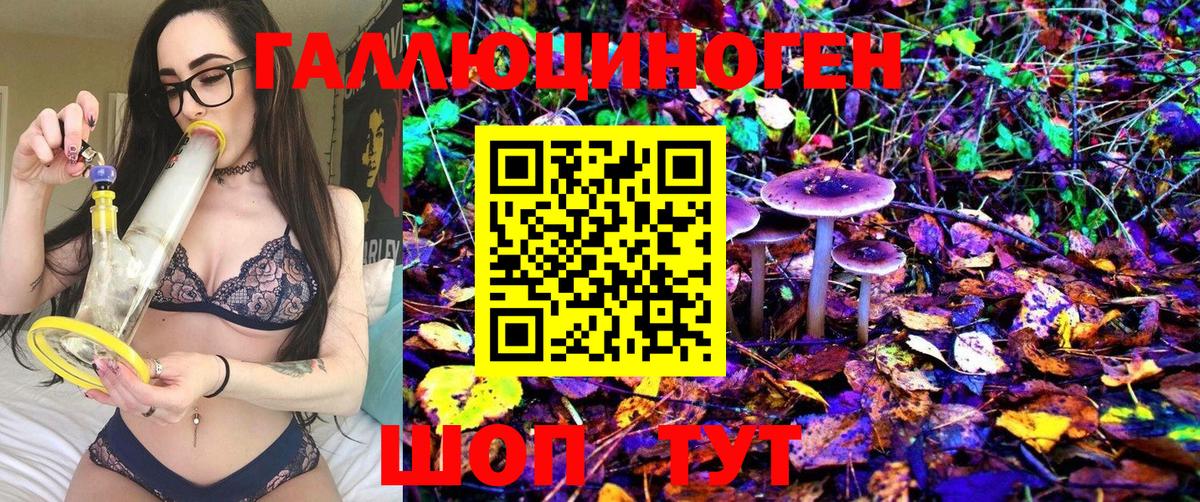 Псилоцибиновые грибы Psilocybine cubensis Избербаш